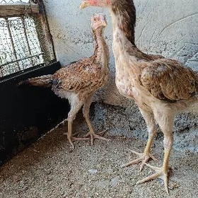 Taşkent maki