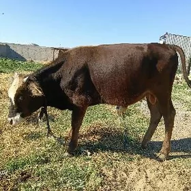 öküz