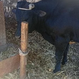 Bakylan öküz