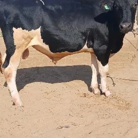 öküz