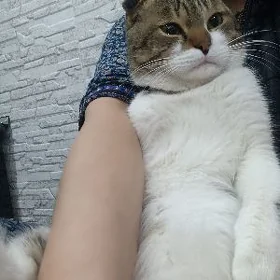 pişik
