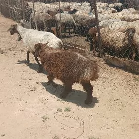 Guzly goýyn