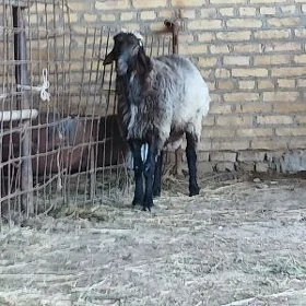 TOHUM GOÇKAR