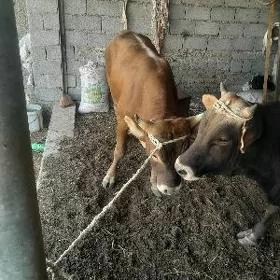 окуз
