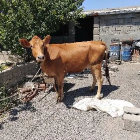 SYGYR KELEK