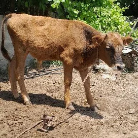 ÖKÜZ