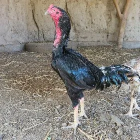 horaz