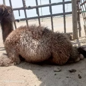 Kösekli Düye