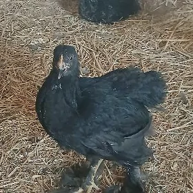 brama