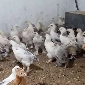 брама жуже