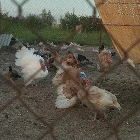 Induk horazlar