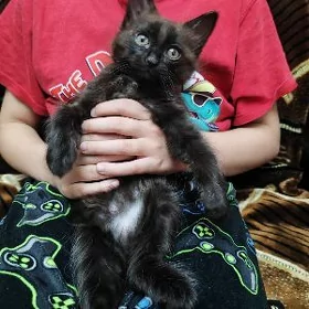 Котята