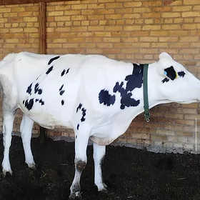 Kanatka Bogaz Tüwe