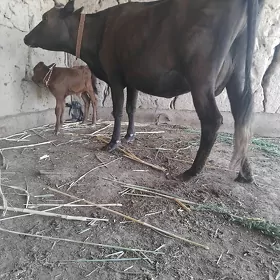 arassa tanaly sygyr