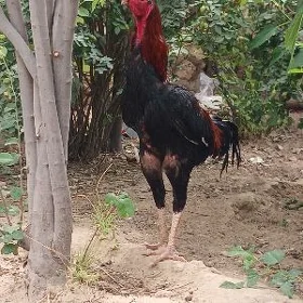 Baysok