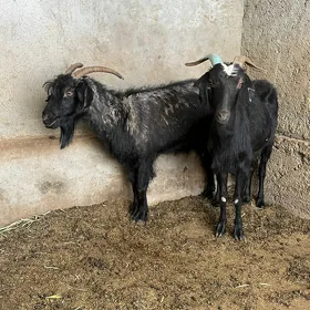 Geçi