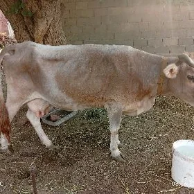 3guzlan.sygyr