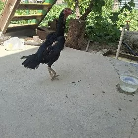TAŞKENT MAKI ARSA ÖZBEK