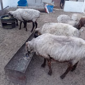 işşek
