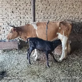 sygyr goleli