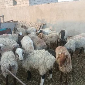 ишшек гойунлар