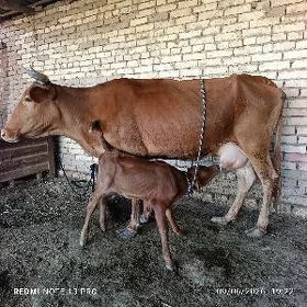 sygyr goleli