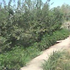 daça zaton