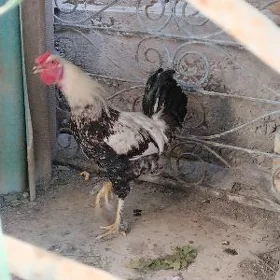 Taşkent horoz