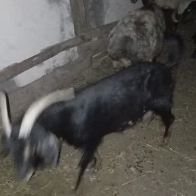 geci erkec