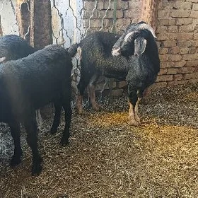 işşek