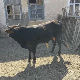 Öküz