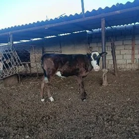 гачар