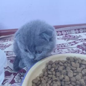 Котята Шотландские вислоухие
