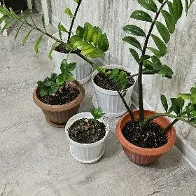 замиакулькус