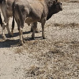 ökizler