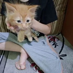 Домашние котята