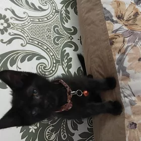 Котёнок в добрые ручки