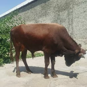 öküz