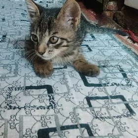 OGLAN PIŞIK MUGT