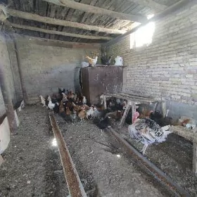 Towuklar