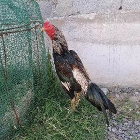 Taşkent