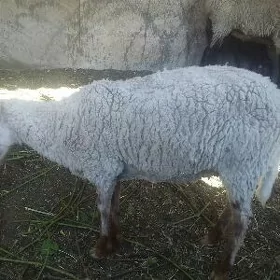 Berenos