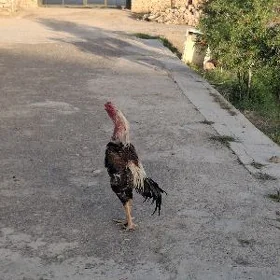 Boýka