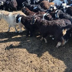 çewiş