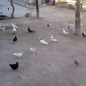 kepteri