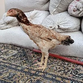 taşkent