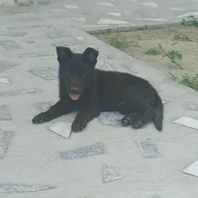 Awçarka.