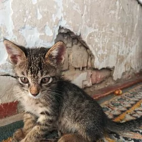 Oglan pişik mugt