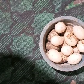 ordek yumurtg