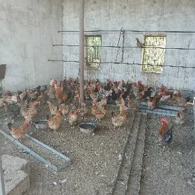 towuklar